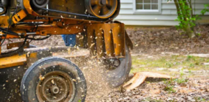 stump removal cost Adelaide Hills