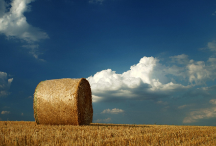 silage film